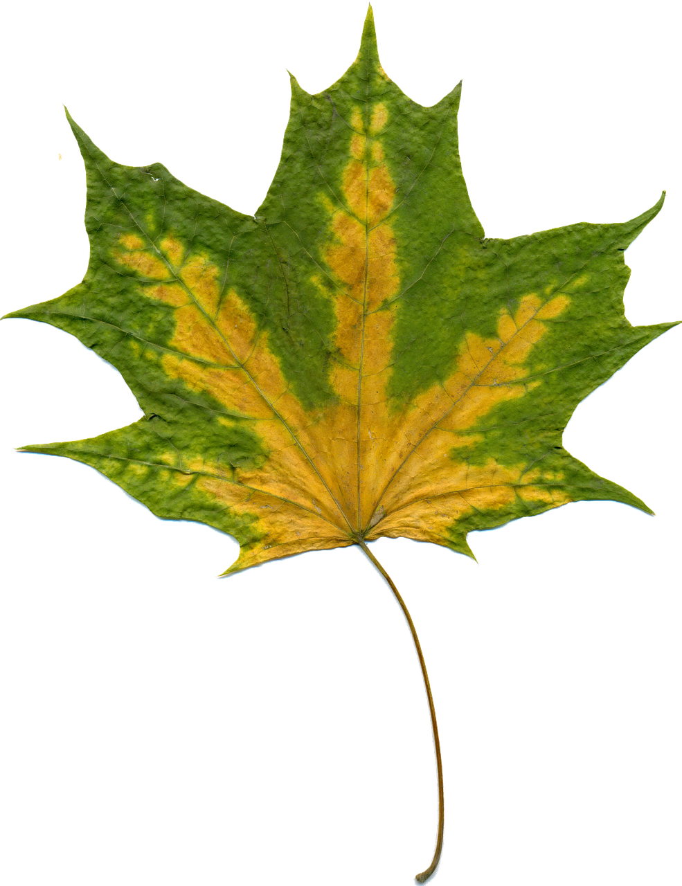 Image - sheet autumn leaves maple