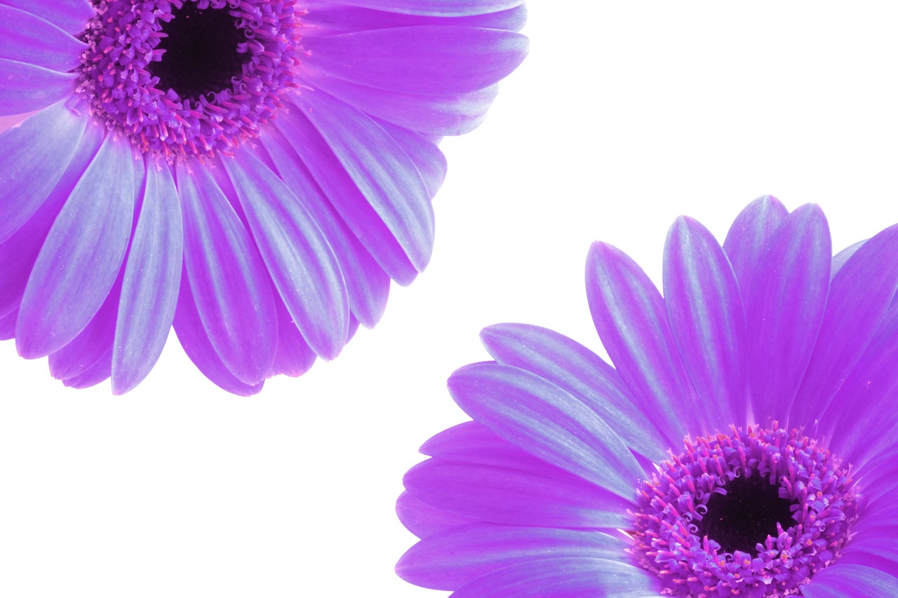 Image - flowers petals purple spring