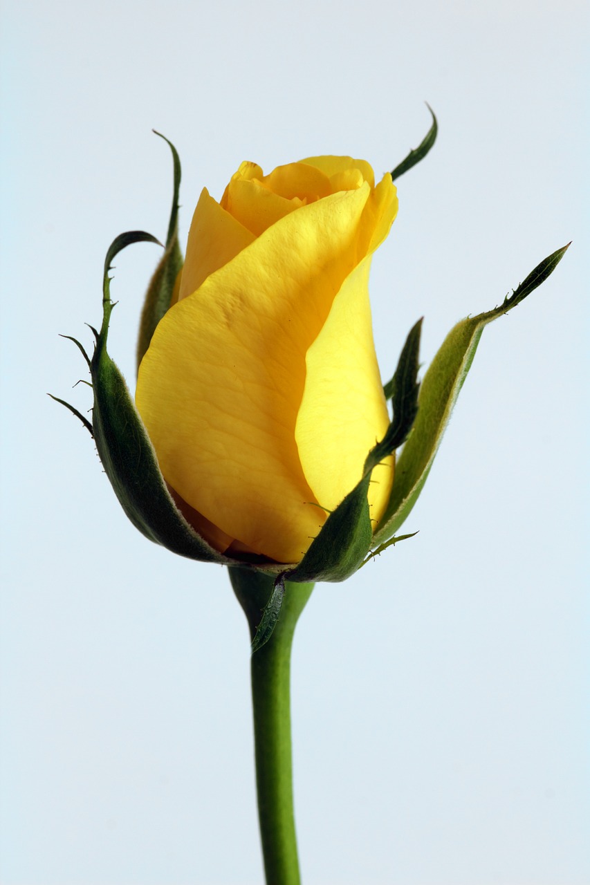 Image - rose flower yellow floral blossom
