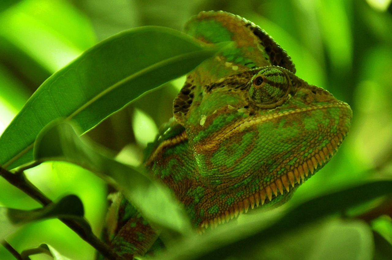 Image - chameleon reptile animal green