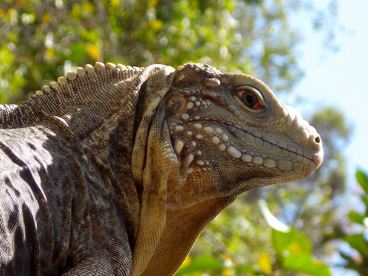 Image - iguana cuba reptile animal nature