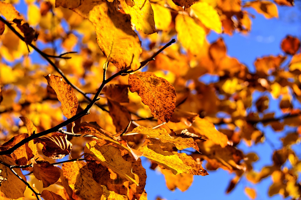 Image - pieniny landscape tree autumn