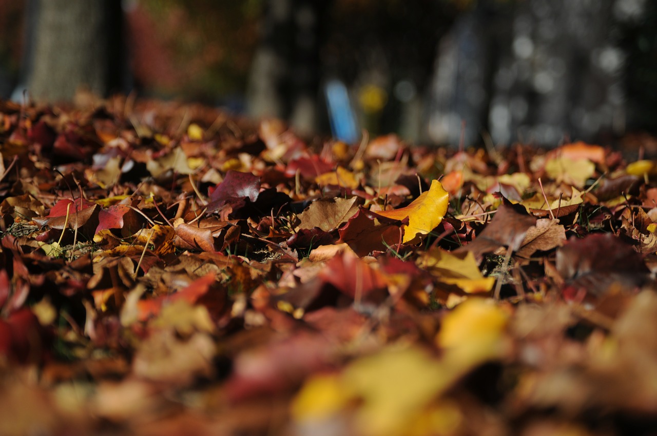 Image - leaves autumn fall nature colors