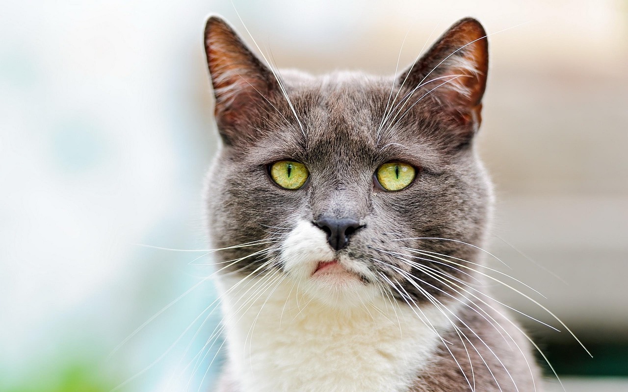 Image - cat white grey feline cute