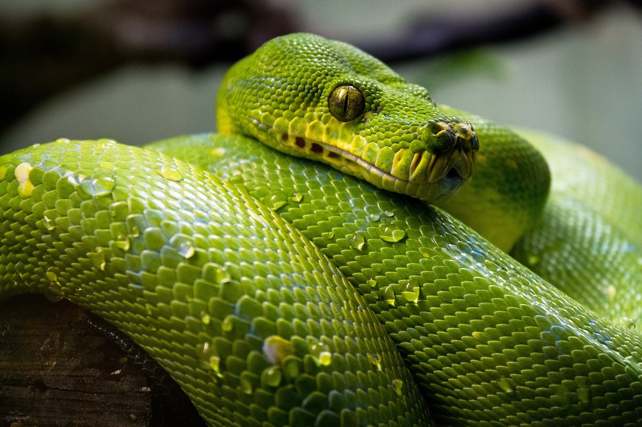 Image - green tree python snake macro close