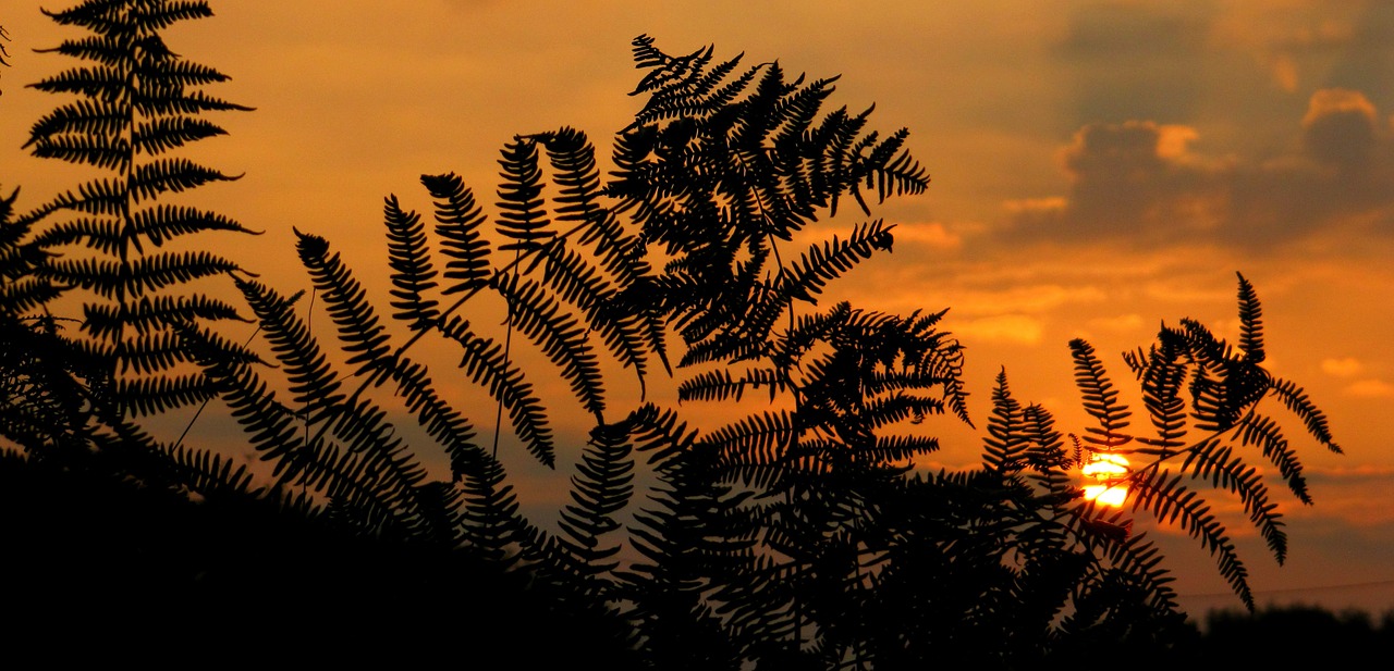 Image - sunrise sunset fern