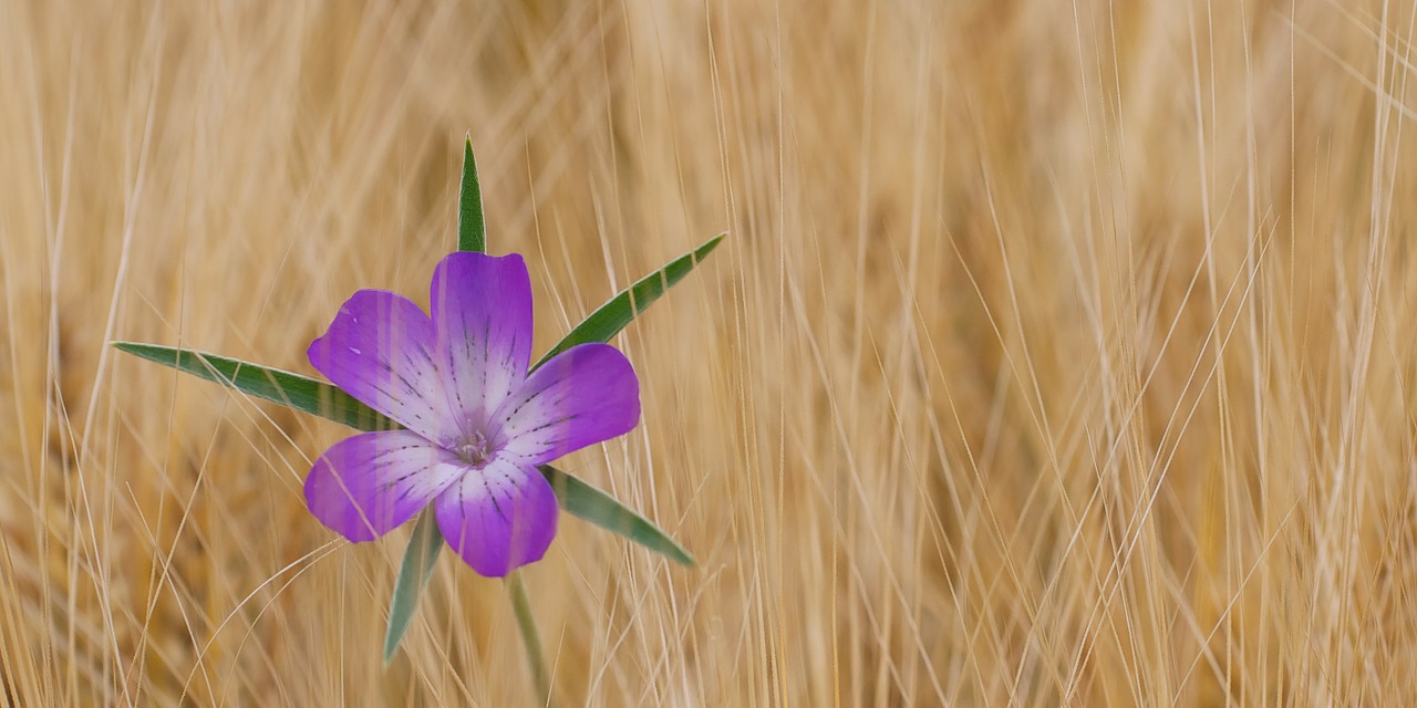 Image - corn cockle flower cornflower