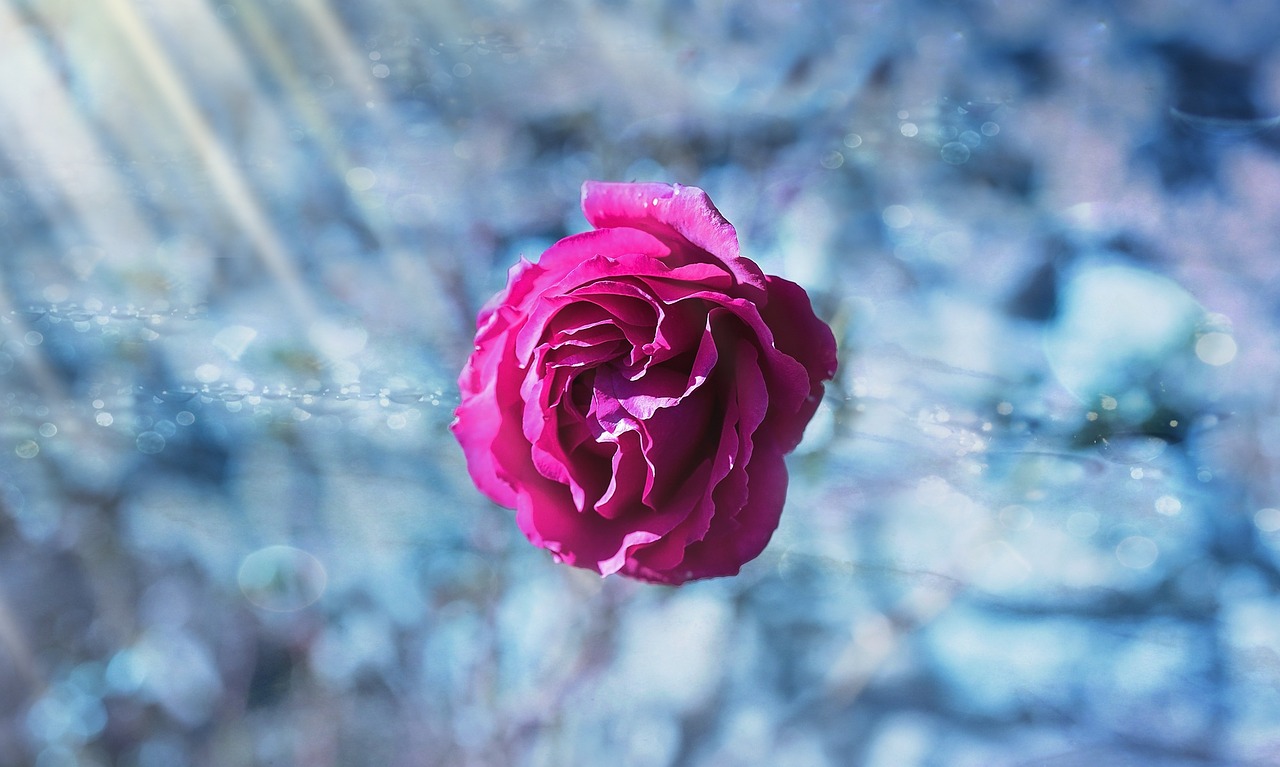 Image - rose flower pink flowers blossom