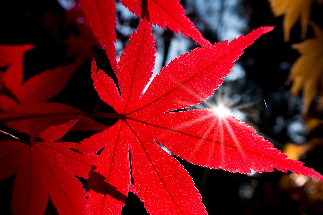 Image - maple japanese japanese maple