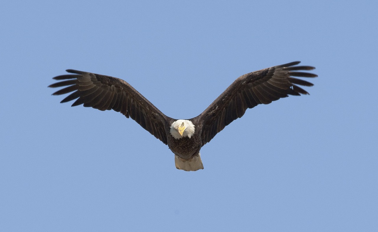 Image - bald eagle soaring bird raptor