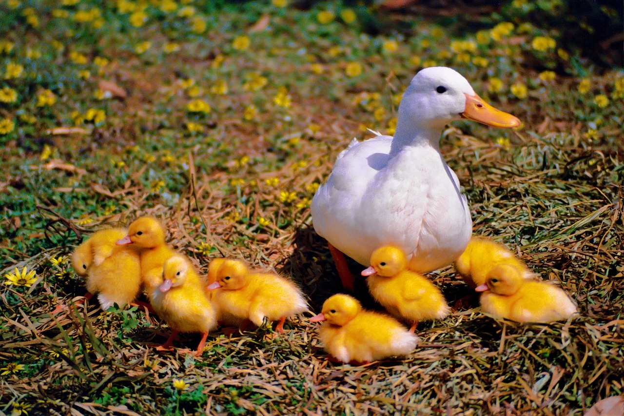Image - duck chicken family