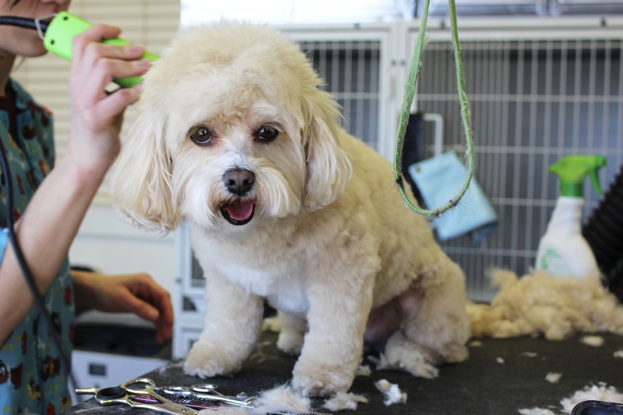 Image - white dog grooming pet