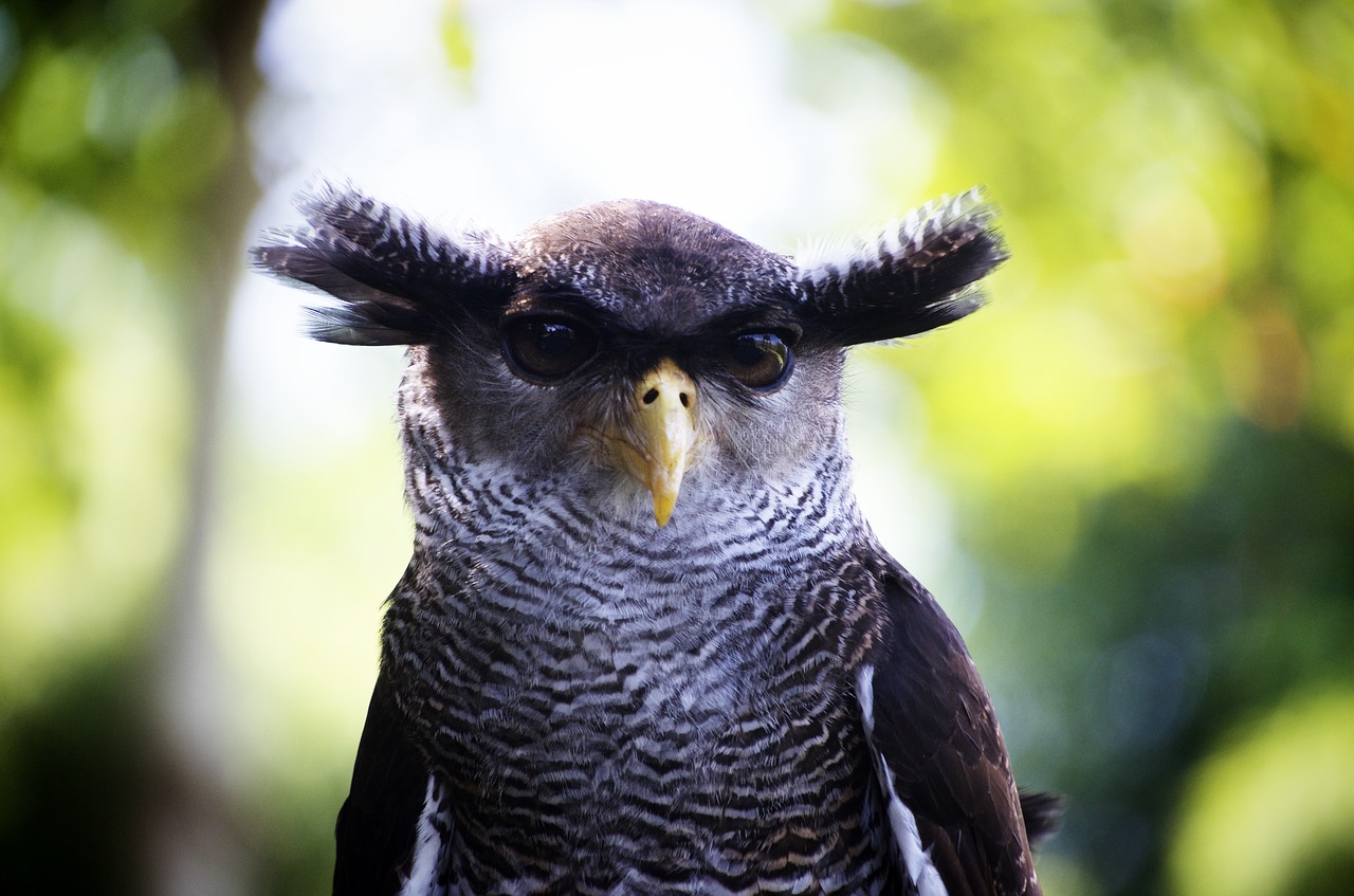 Image - owl close up bird head nature