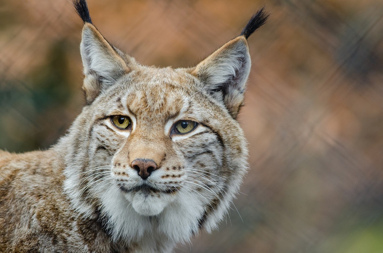 Image - lynx bobcat wildlife predator