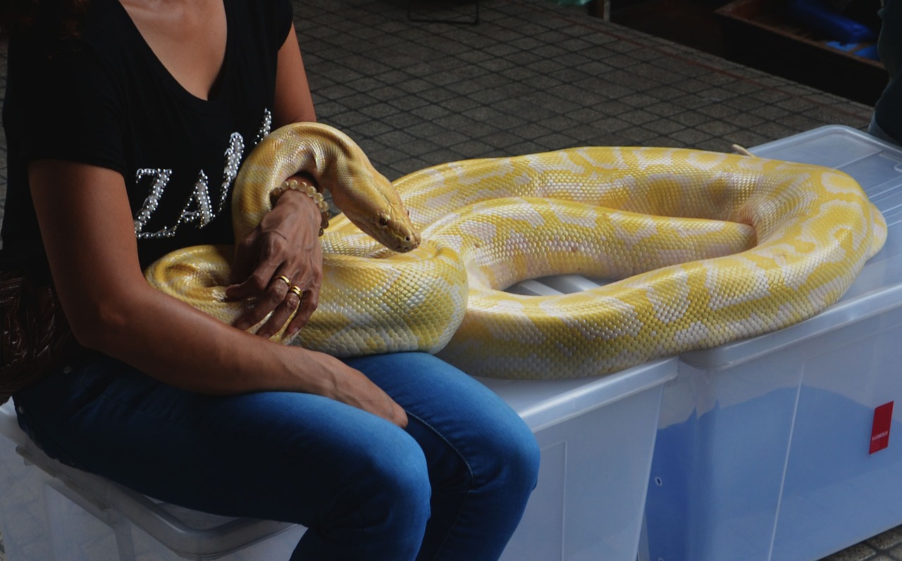 Image - snake python boa constrictor