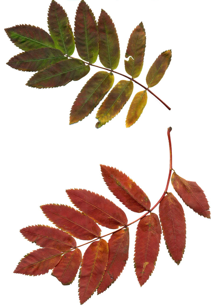 Image - leaves autumn leaves rowan clipart