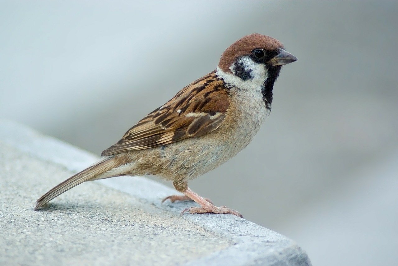 Image - tree sparrow sparrow bird nature