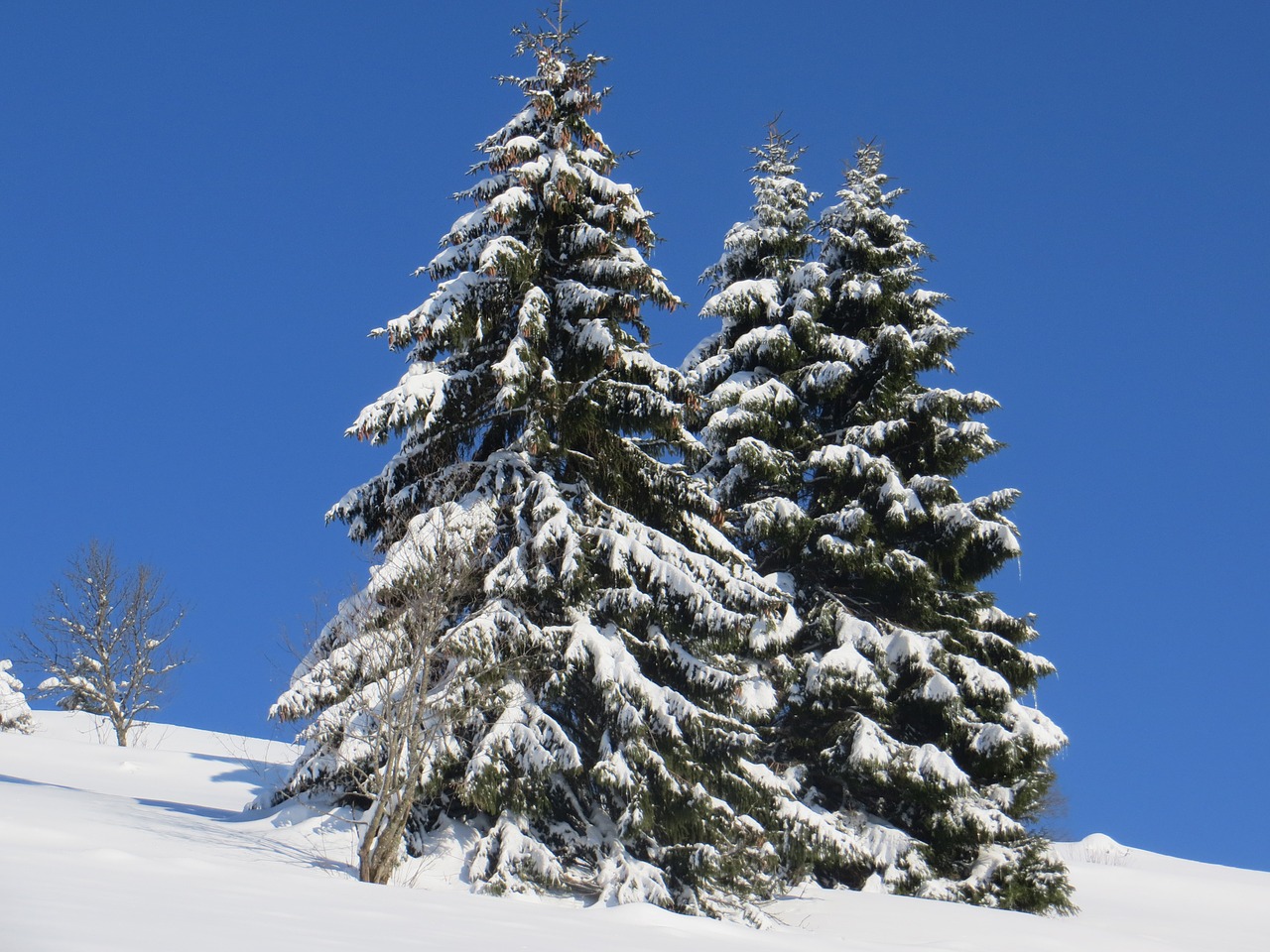 Image - winter fir snow black forest