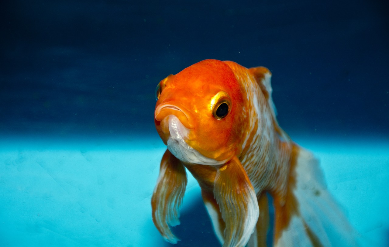 Image - gold fish nature water animal