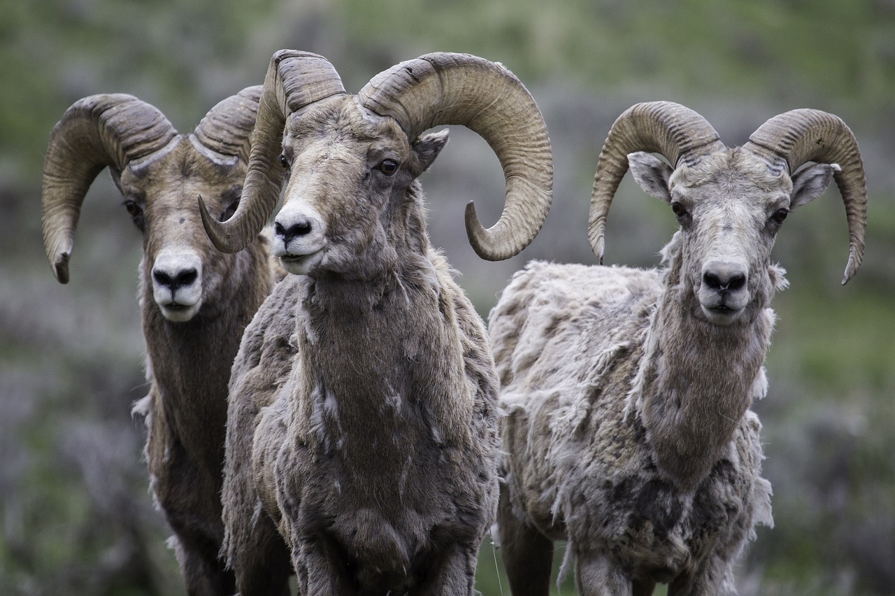 Image - rams bighorn sheep wildlife sheep