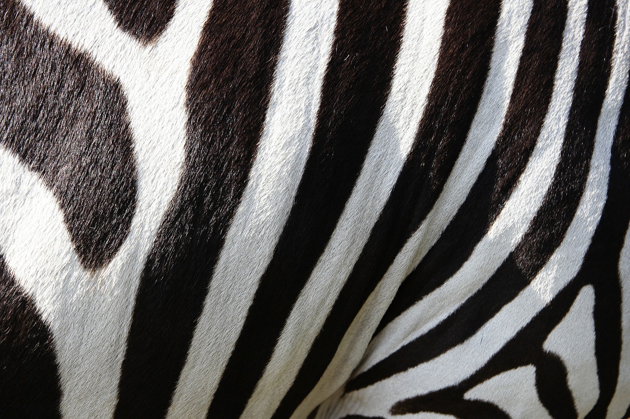 Image - animals zebra zebra crossing