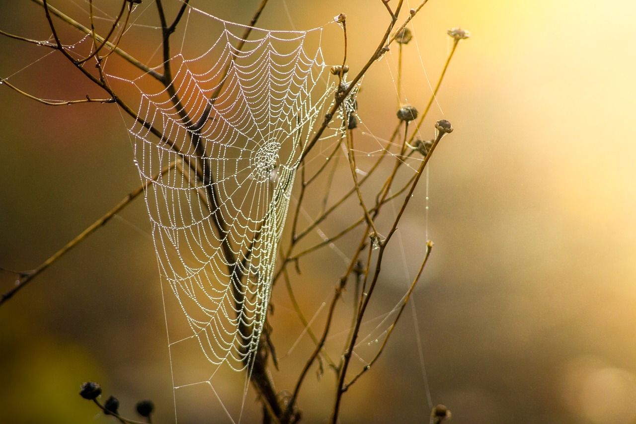 Image - cobweb dew nature moist autumn