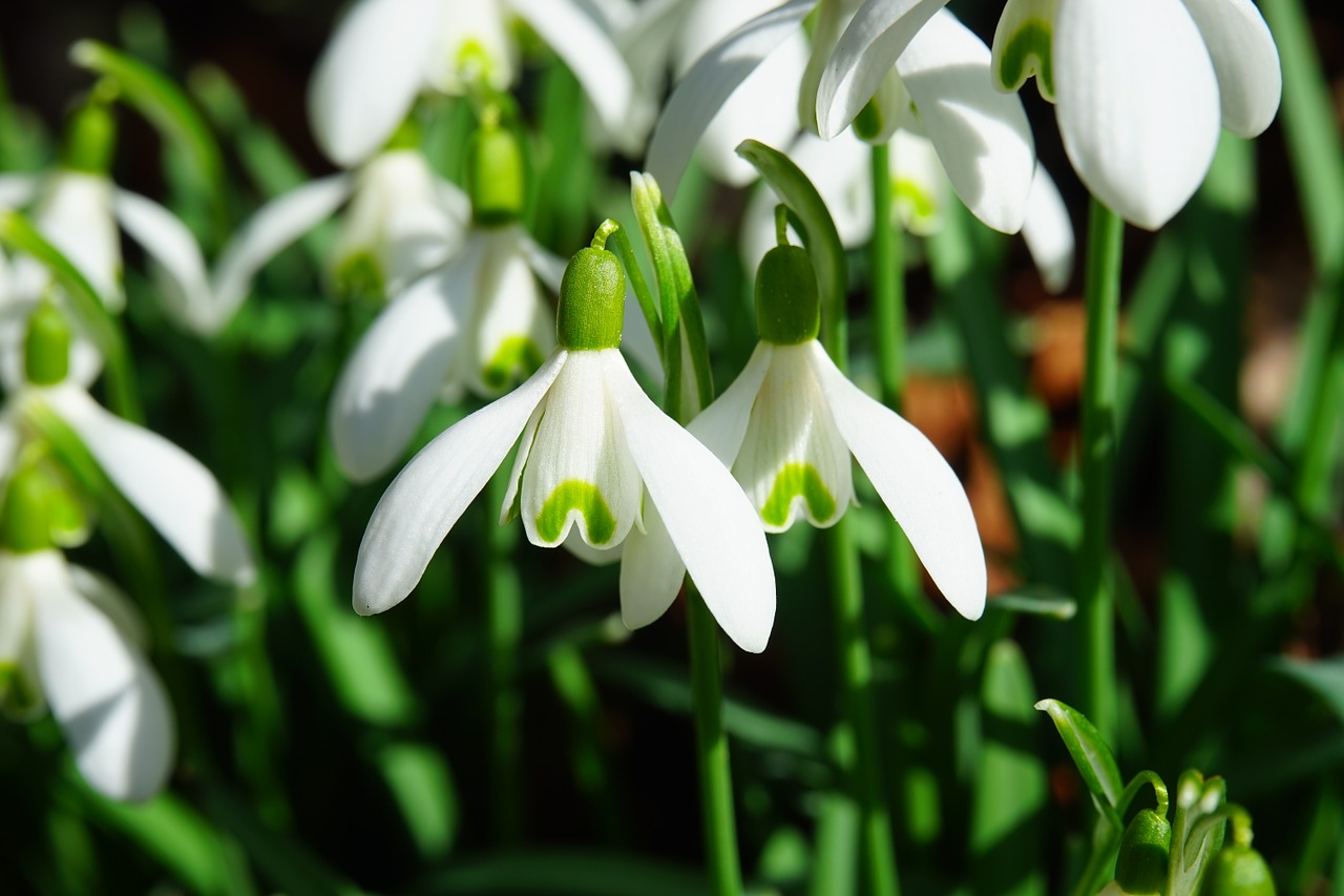 Image - snowdrop flowers spring flower