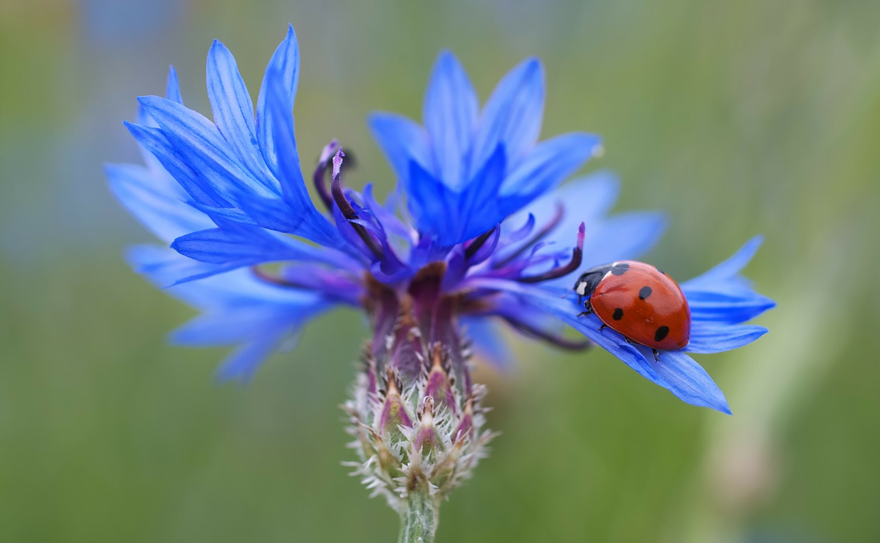 Image - cornflower ladybug siebenpunkt blue