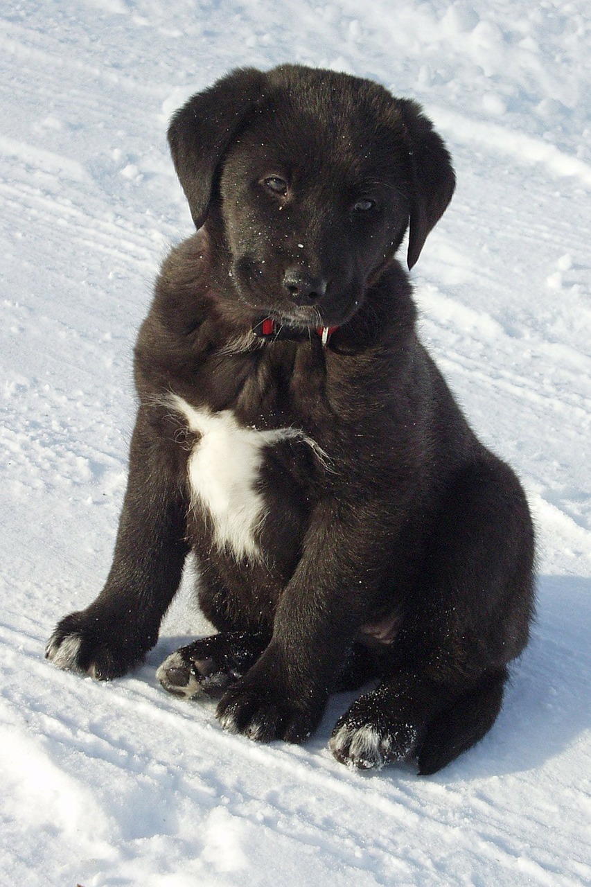 Image - black and white labrador puppy dog