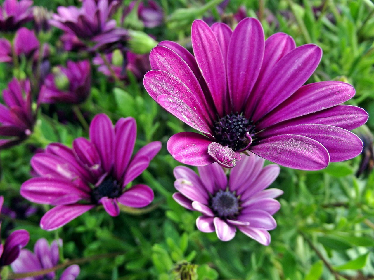 Image - flower daisies flowers spring