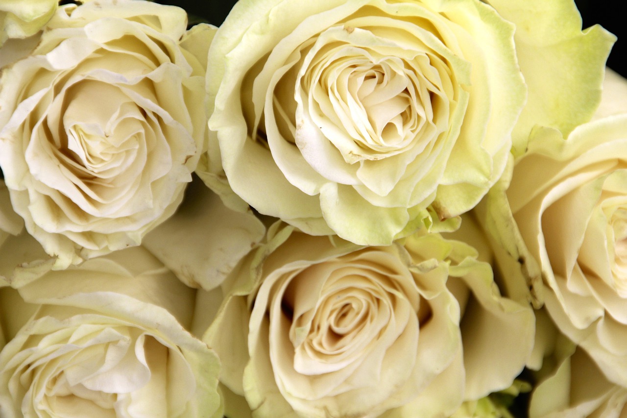 Image - white roses bouquet wedding