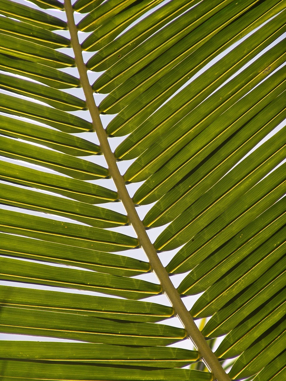 Image - palm frond leaf exotic palm tree