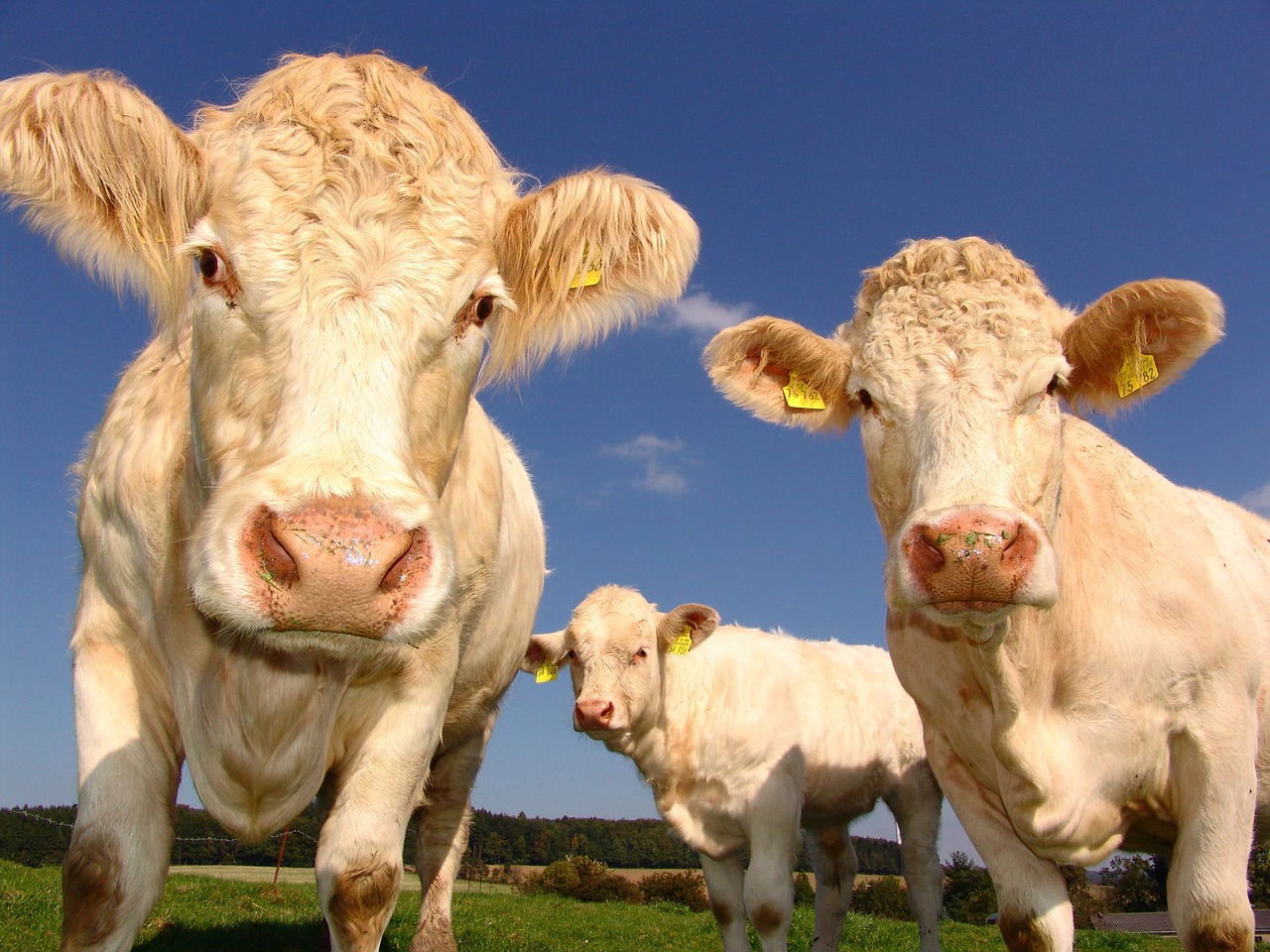 Image - cows curious cattle agriculture