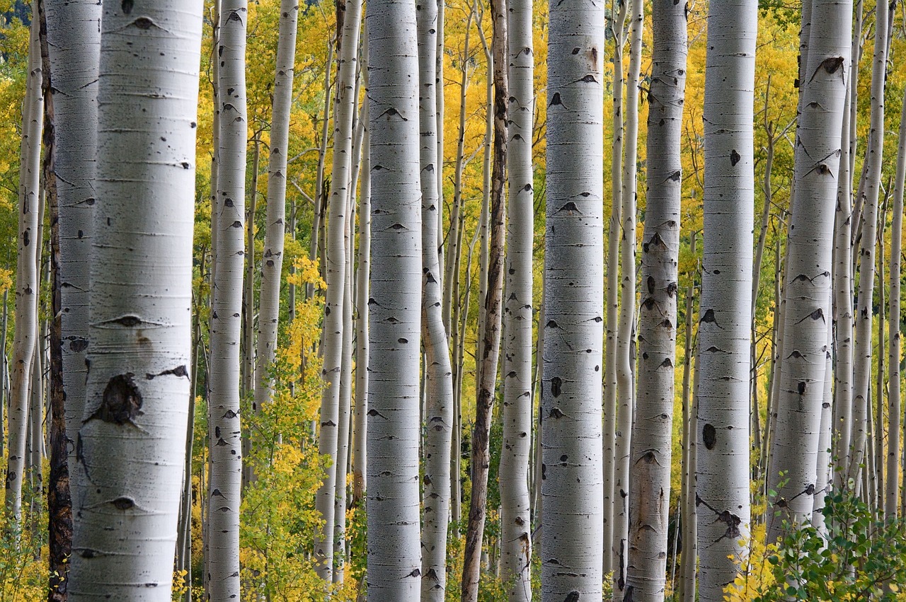 Image - birch trees forest trunks pattern