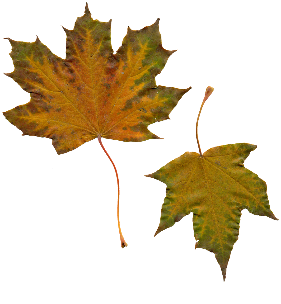Image - leaves sheet maple autumn leaves
