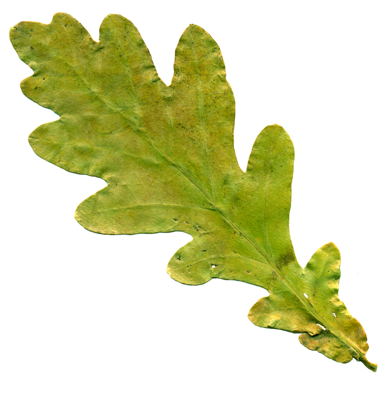 Image - sheet oak leaf yellowed sheet