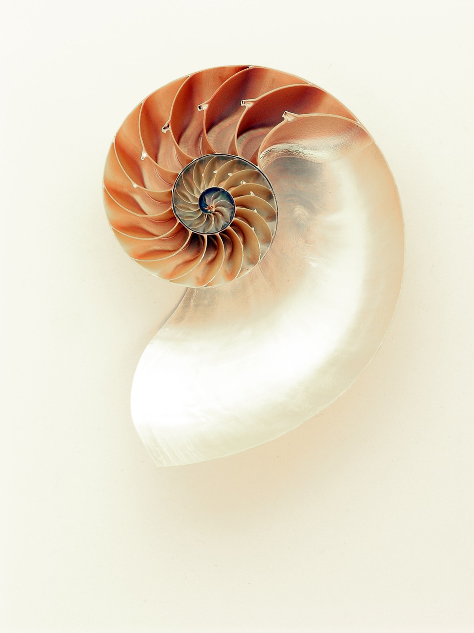 Image - nautilus shell shimmer silver