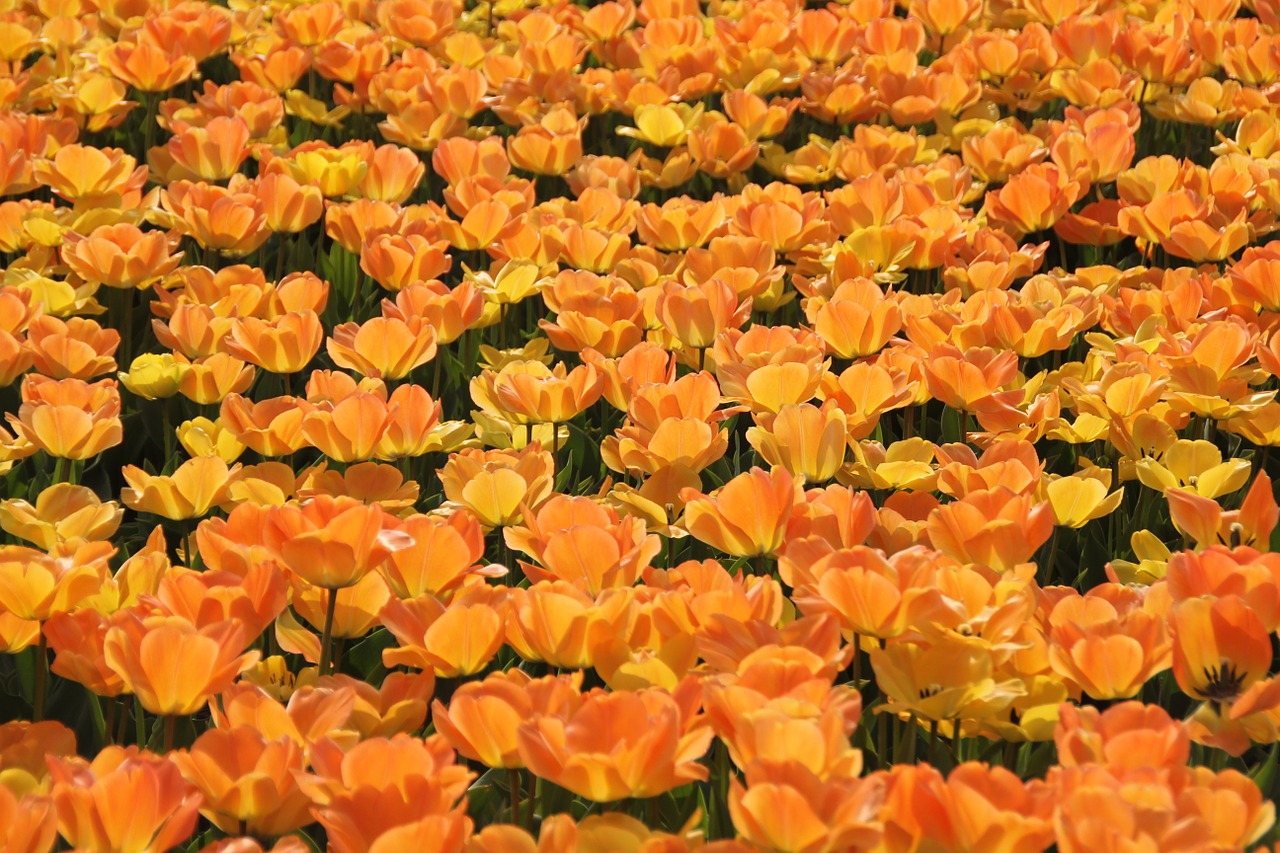 Image - tulips holland tulip fields