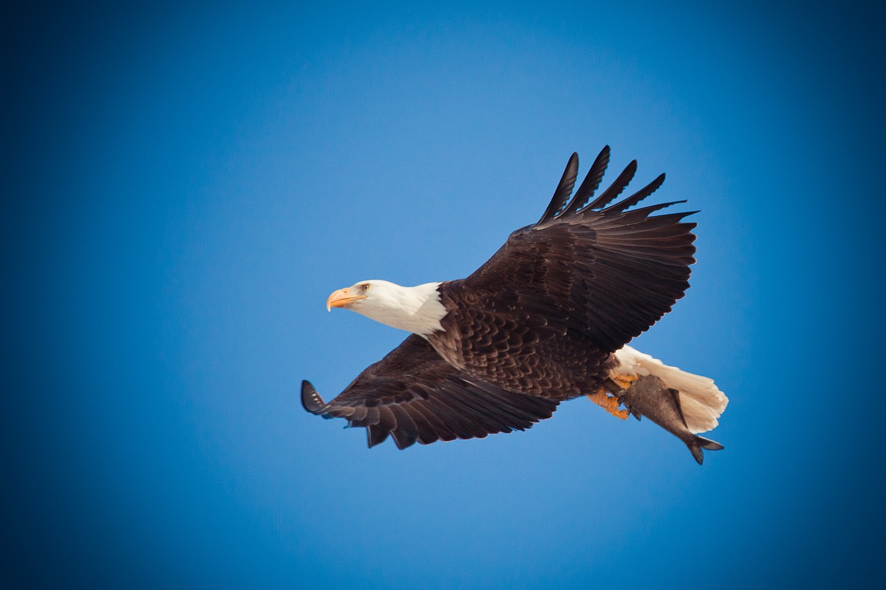 Image - eagle eagle flying soar bird