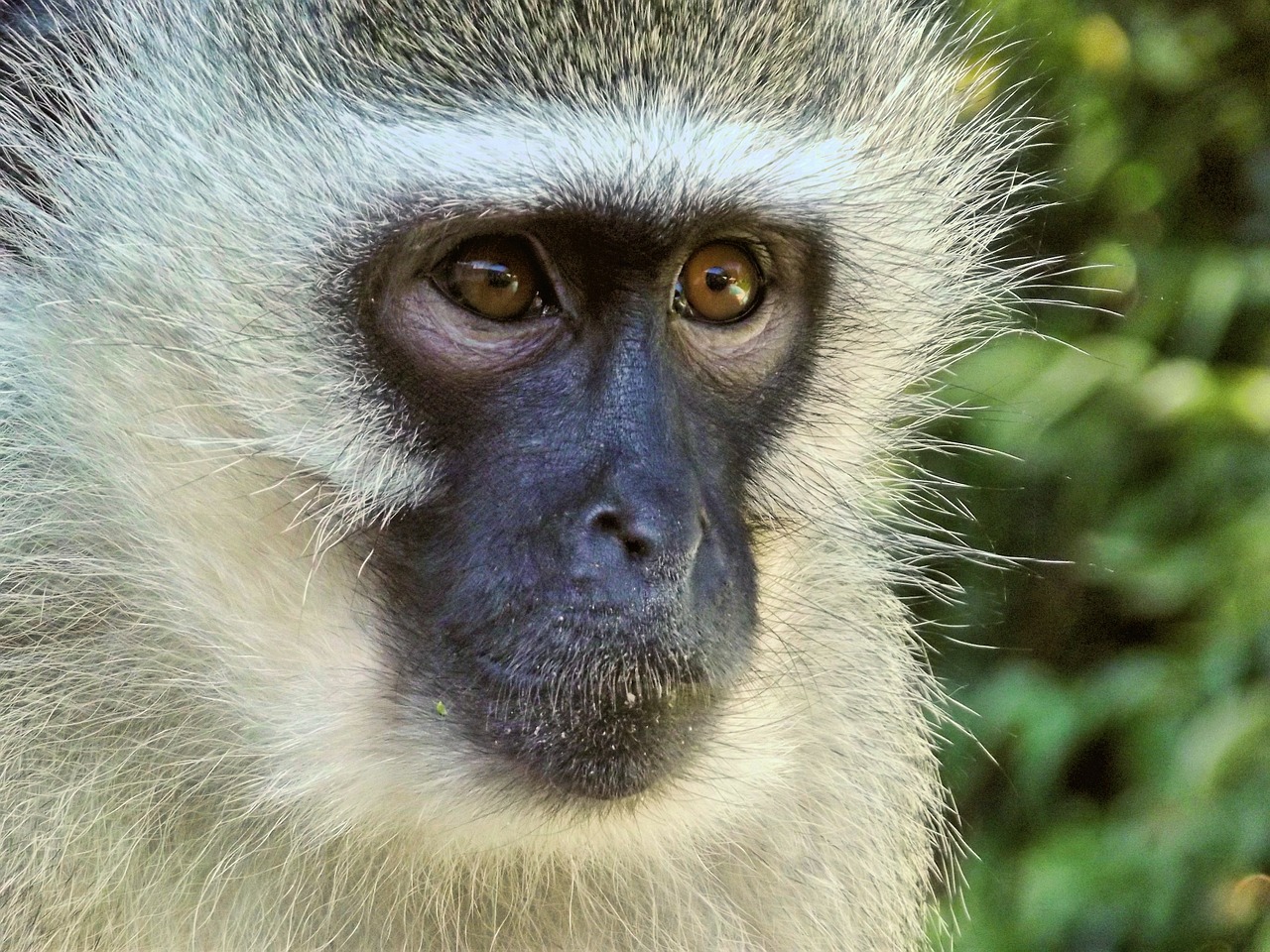 Image - vervet monkey female animal