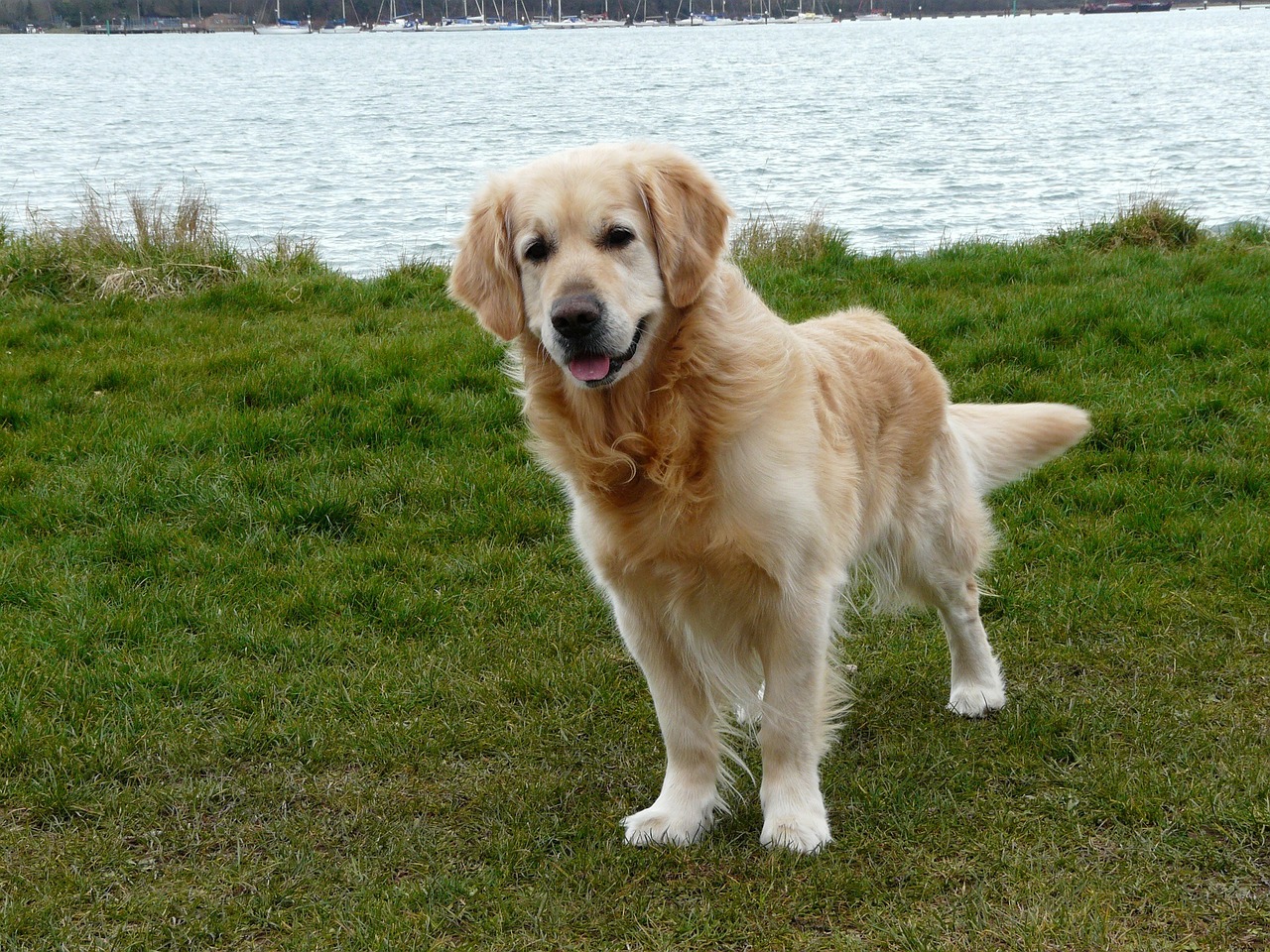 Image - dog golden retriever pet canine