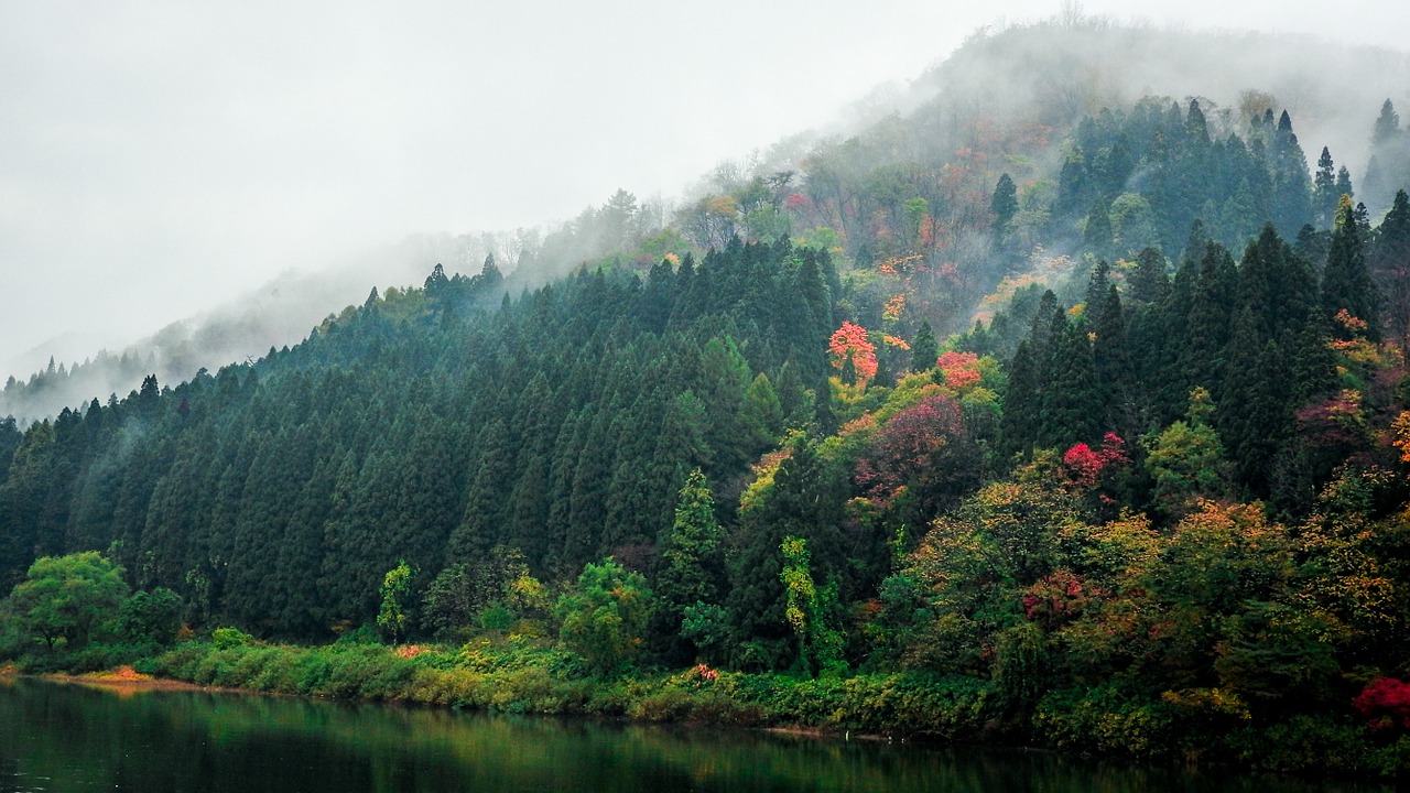 Image - mountain forest trees colorful