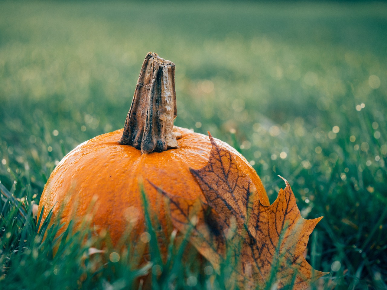 Image - pumpkin leaf autumn meadow grass
