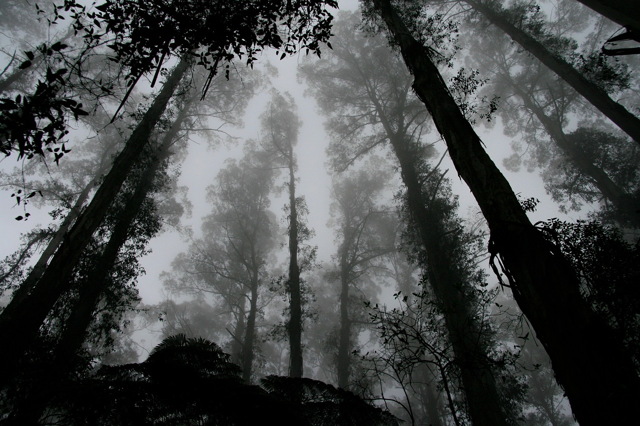 Image - forest foggy misty trees