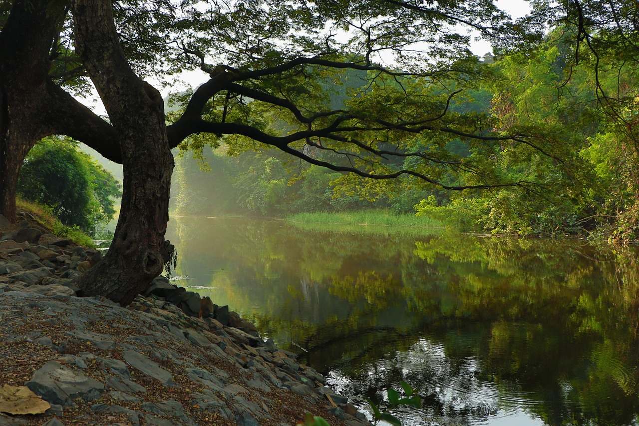 Image - river embankment tree water lake