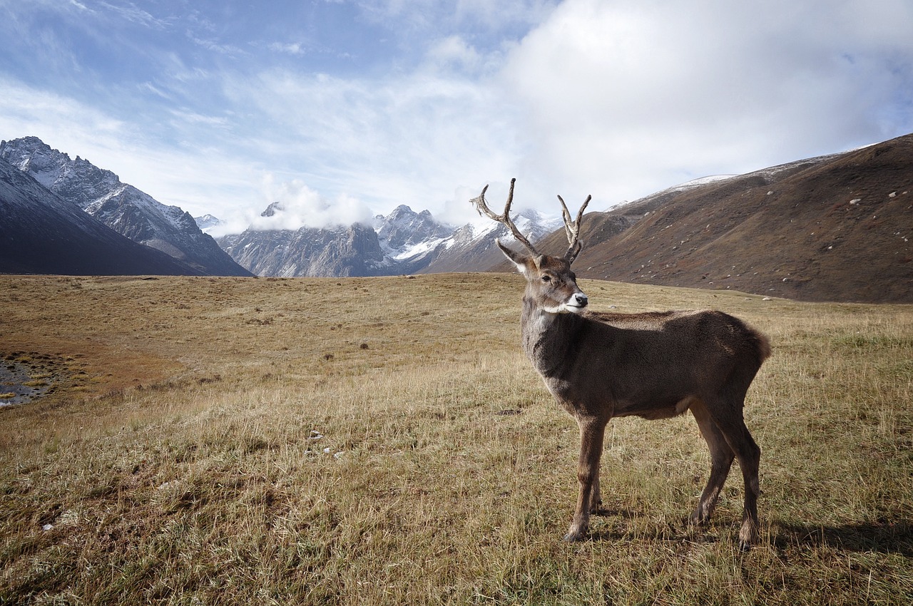 Image - caribou deer reindeer animal