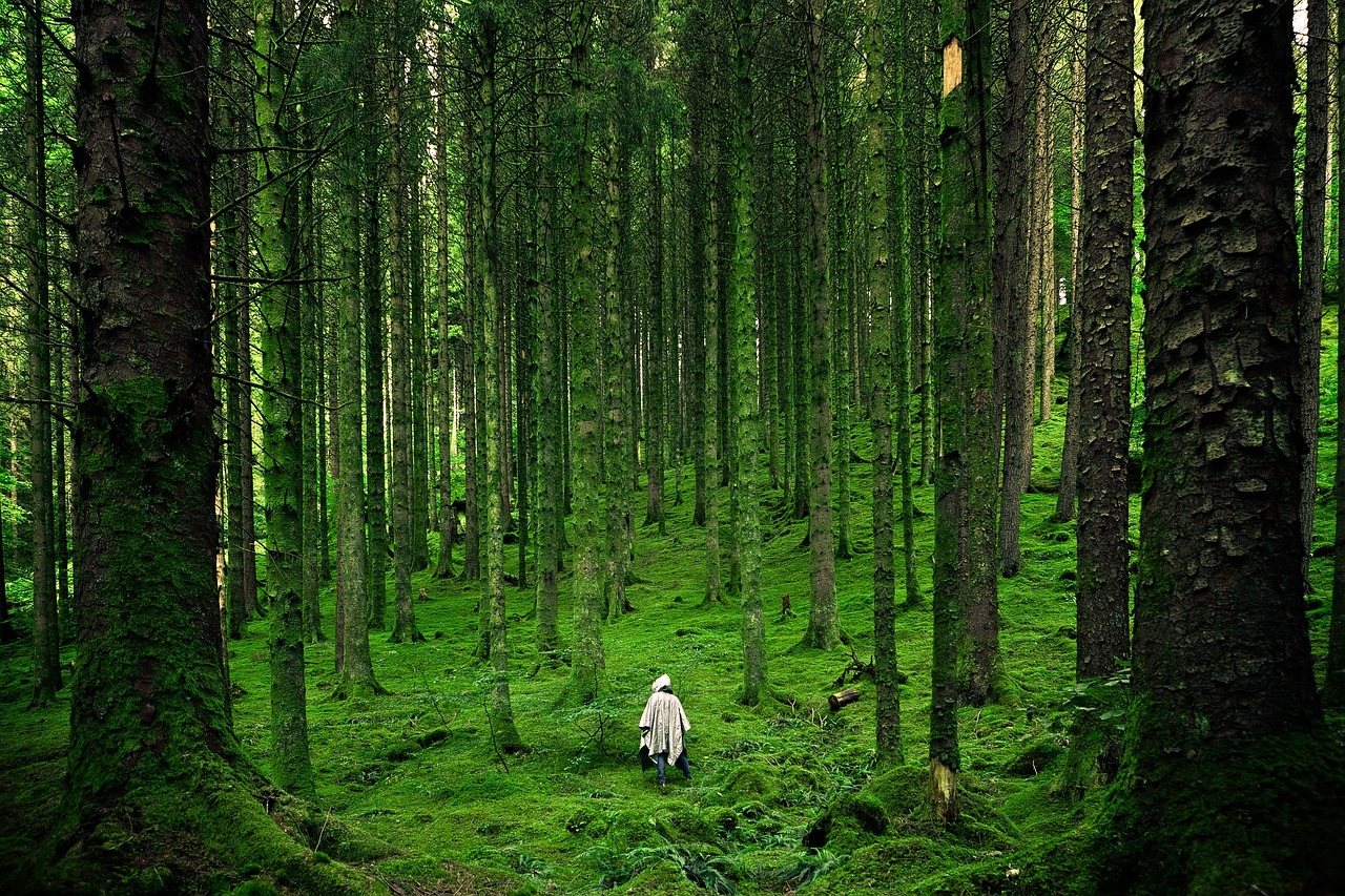 Image - person forest lush green moss