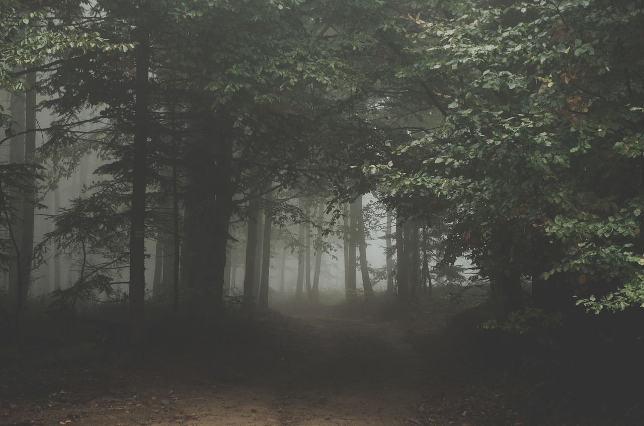 Image - forest dark woods trail path