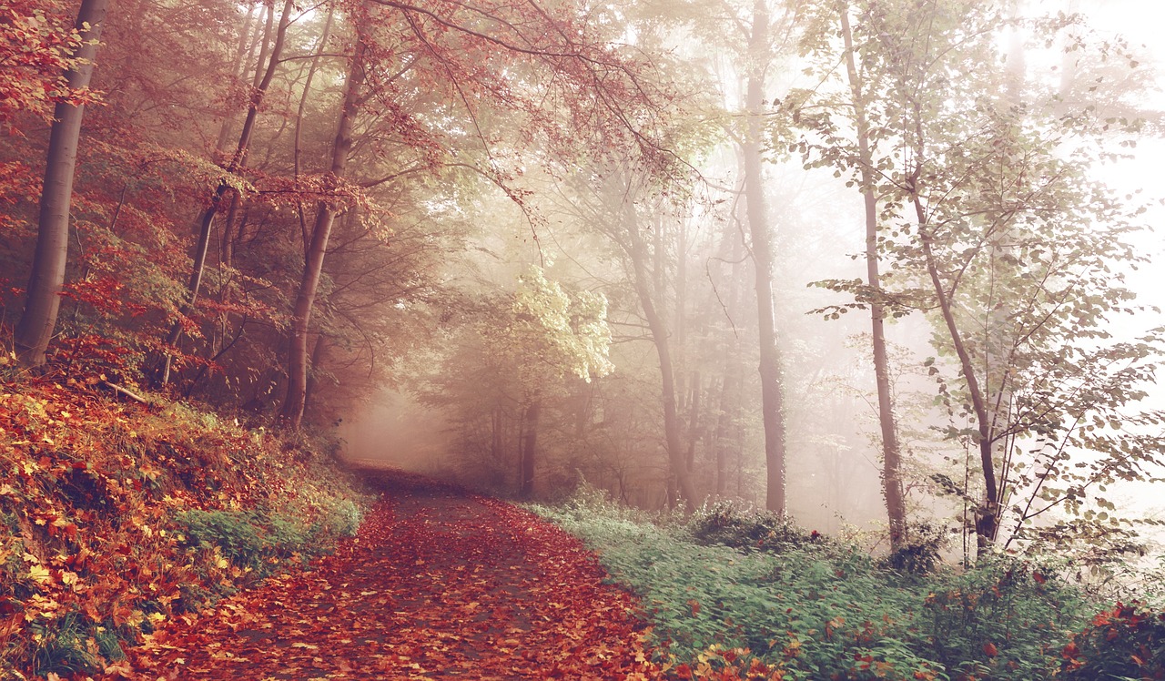 Image - path woods autumn footpath forest