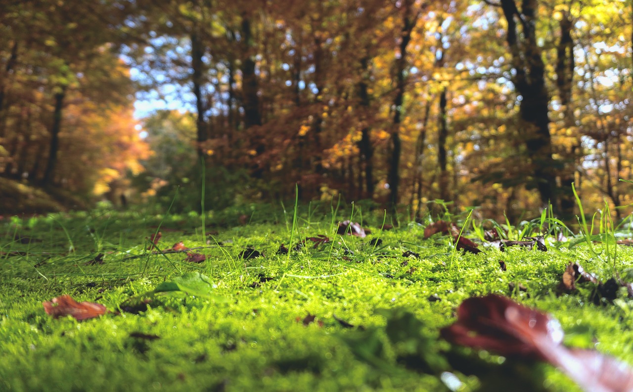 Image - forest floor moss forest nature